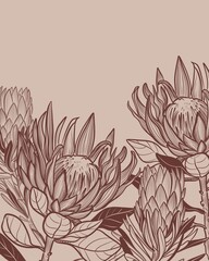 Hand drawn linear illustration of a protea flower in brown ink on a beige background. Elegant botanical sketch in minimal vintage style.Perfect for floral prints, packaging, wedding design