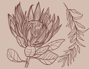 Hand drawn linear illustration of a protea flower in brown ink on a beige background. Elegant botanical sketch in minimal vintage style.Perfect for floral prints, packaging, wedding design