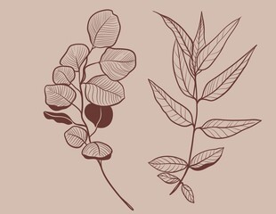 Hand drawn linear illustration of a protea flower in brown ink on a beige background. Elegant botanical sketch in minimal vintage style.Perfect for floral prints, packaging, wedding design