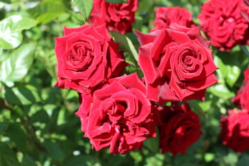 The beautiful blooming rose buds in my garden bring joy to summer days