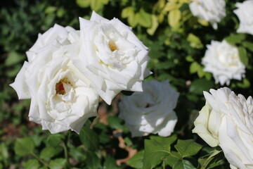 The beautiful blooming rose buds in my garden bring joy to summer days