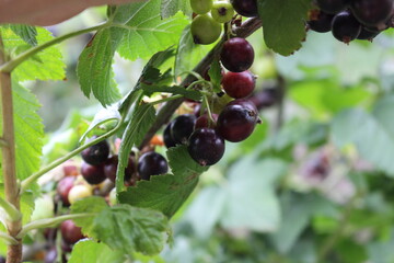 blackcurrant grown in our own garden ecologically clean natural healthy