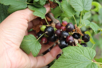 blackcurrant grown in our own garden ecologically clean natural healthy