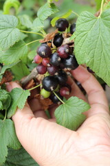 blackcurrant grown in our own garden ecologically clean natural healthy