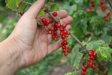 Red currant is a healthy and tasty berry that can bring significant health benefits. due to its...