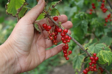 Red currant is a healthy and tasty berry that can bring significant health benefits. due to its...