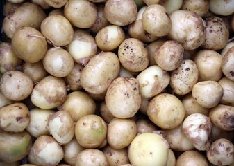 Young potatoes are healthy due to their content of vitamins (including a lot of vitamin C), minerals (potassium, calcium, phosphorus and others) and fiber