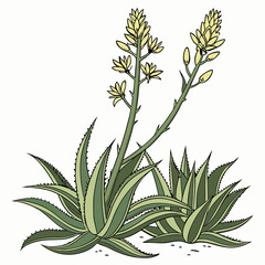Fototapeta premium Botanical aloe vera plant with flowers, medicinal herb, and succulent plant vector illustration