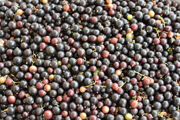Blackcurrant is a very healthy berry that is recommended to be included in your diet to maintain health and prevent various diseases