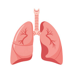 Human Lungs Anatomy Illustration - Respiratory System Diagram