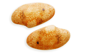 Close up two half seashells orange color, object isolated on white background. Beautiful natural Shell of mollusk with soft shadows, ocean and sea life design, organic shape and macro texture details