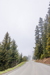Road winding through Olympic National Park surrounded by tall, dense forest