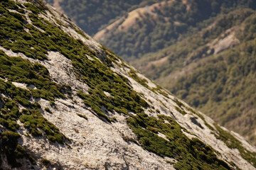 close up moss on a gray rock