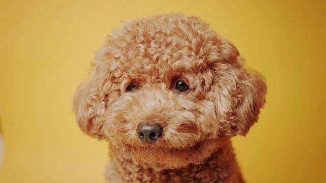 Toy Poodle looking around on yellow background