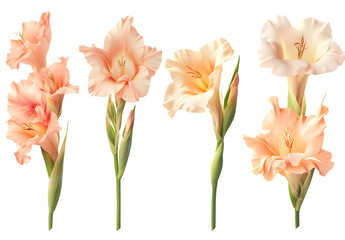 Peach Gladiolus Flowers