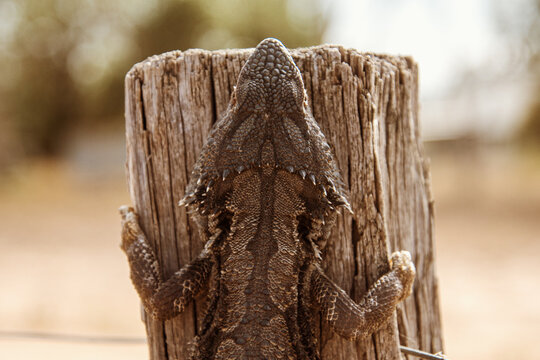 A lizard clinging on the side of a fence post