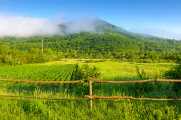 mountain landscape of ukraine with rural field in summer. beautiful countryside scenery with forest on the hill in morning fog. scenic view of a carpathian agriculture scene on a sunny weather day