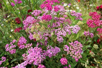 Wildflowers and grasses in a summer meadow
