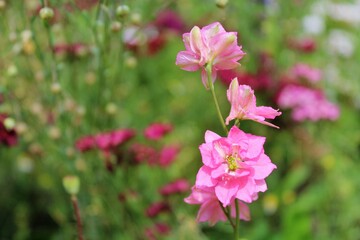 colorful meadow flowers in summer, natural floral background