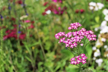 summer flowers in the meadow
