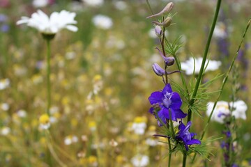 Wildflowers and grasses in a summer meadow
