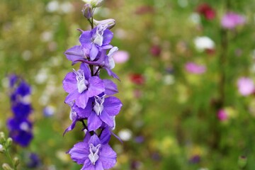 Wildflowers and grasses in a summer meadow