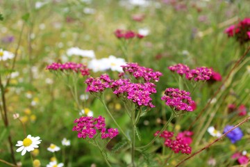 Obraz premium colorful meadow flowers in summer, natural floral background