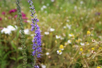 summer flowers in the meadow