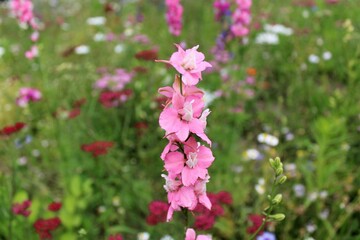 summer flowers in the meadow