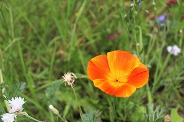 orange flower in the garden