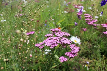 Wildflowers and grasses in a summer meadow