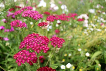 colorful meadow flowers in summer, natural floral background