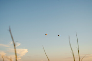 Photo of beautiful birds flying with golden hour sky in a background