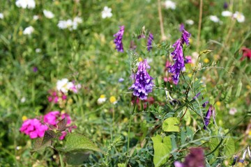 summer flowers in the meadow