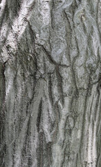 Obraz premium Closeup texture of natural tree bark in a sunny day background. Rough surface of trunk. Green moss on natural wood.