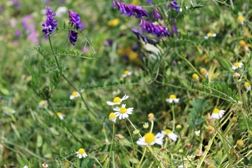 Natural floral background, wild meadow with colorful wildflowers in summer