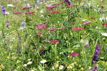 Natural floral background, wild meadow with colorful wildflowers in summer