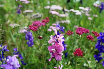 Natural floral background, wild meadow with colorful wildflowers in summer