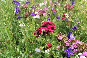 Natural floral background, wild meadow with colorful wildflowers in summer