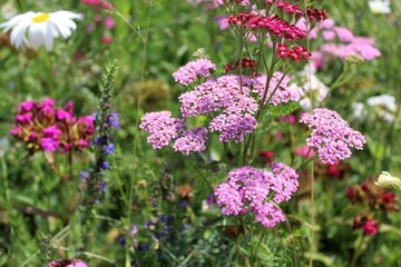 Wildflowers and grasses in a summer meadow
