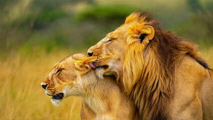 Male lion tenderly grooms a lioness, showing affection and social bonding in the wild. A beautiful portrait of a lion couple in their natural savanna habitat.