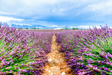 Vivid purple lavender fields stretching into the horizon in Provence, France. A calm and fragrant...