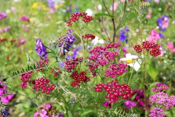 Natural floral background, wild meadow with colorful wildflowers in summer