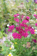 colorful meadow flowers in summer, natural floral background
