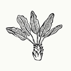 Black and white banana plant. Hand drawn botanical line art vector illustration.
