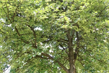 green leaves in the forest