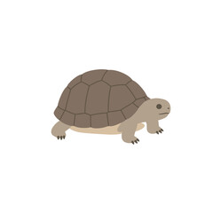 Side Profile of a Brown Tortoise Walking.