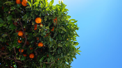 Beautiful Orange Tree With Ripe Fruits Against a Clear Blue Sky in a Sunny Location