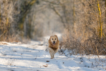 Golden Retriever Dog Running In The Winter Forest