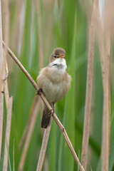 Great Reed Warbler Sings In The Reeds